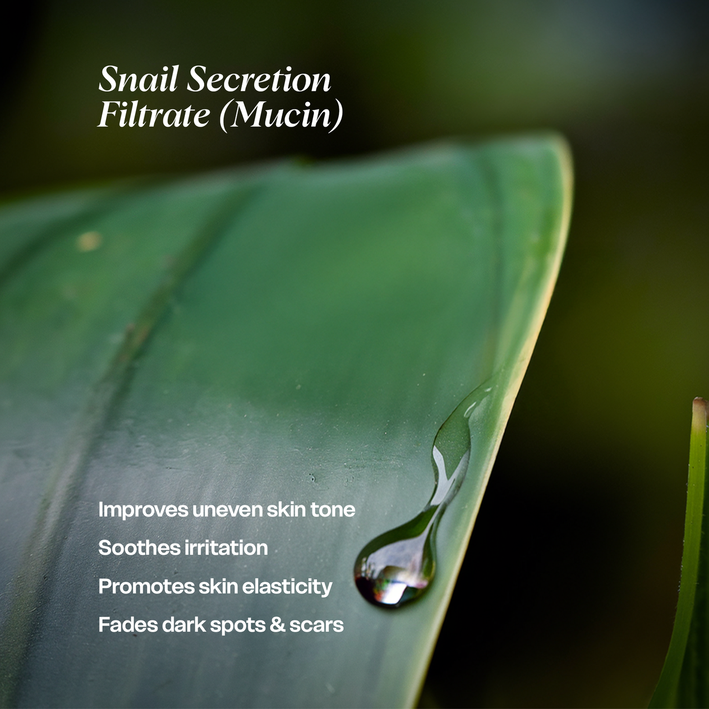 Snail Mucin Essence